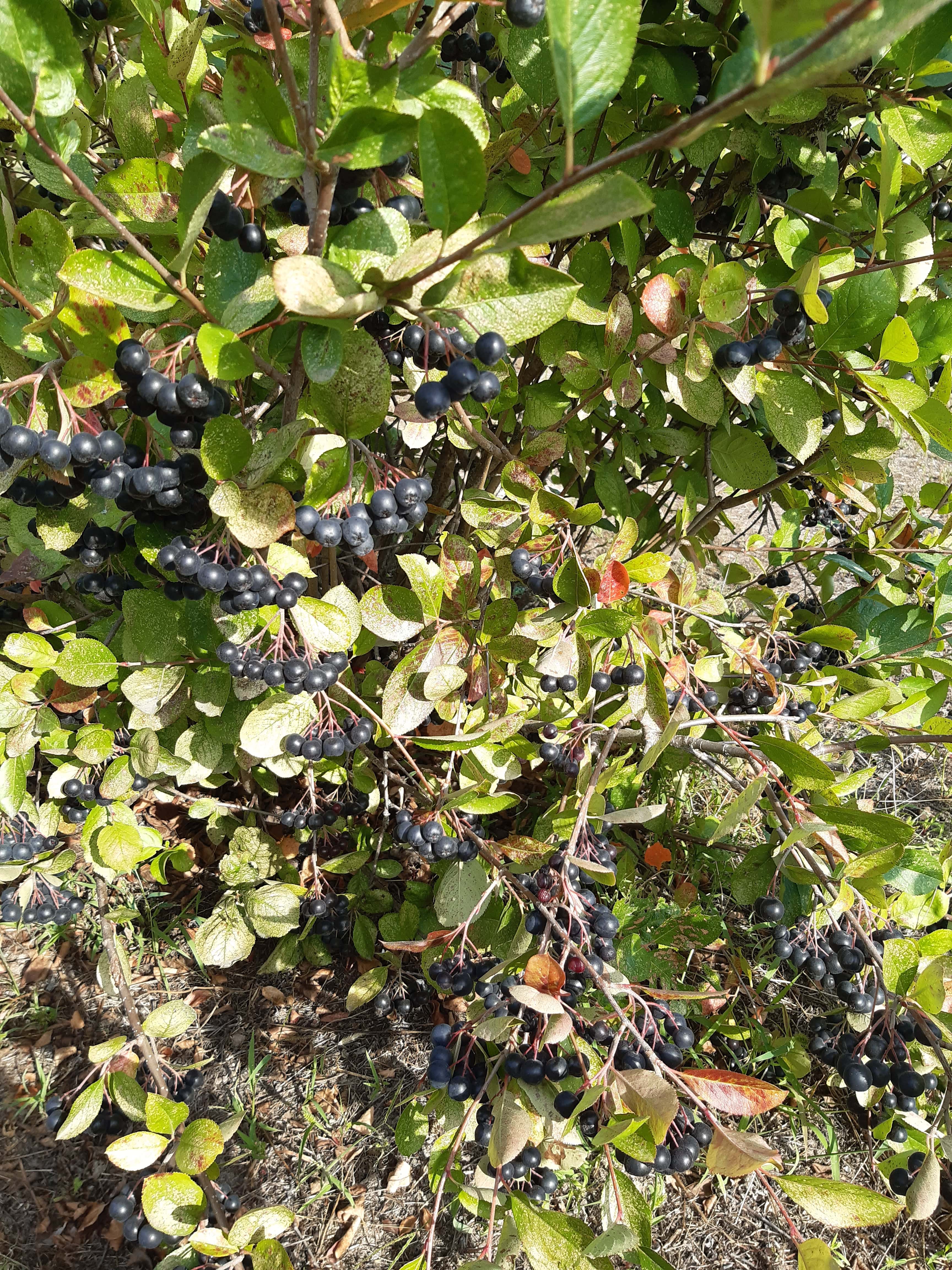 Аронія (плоди)-min