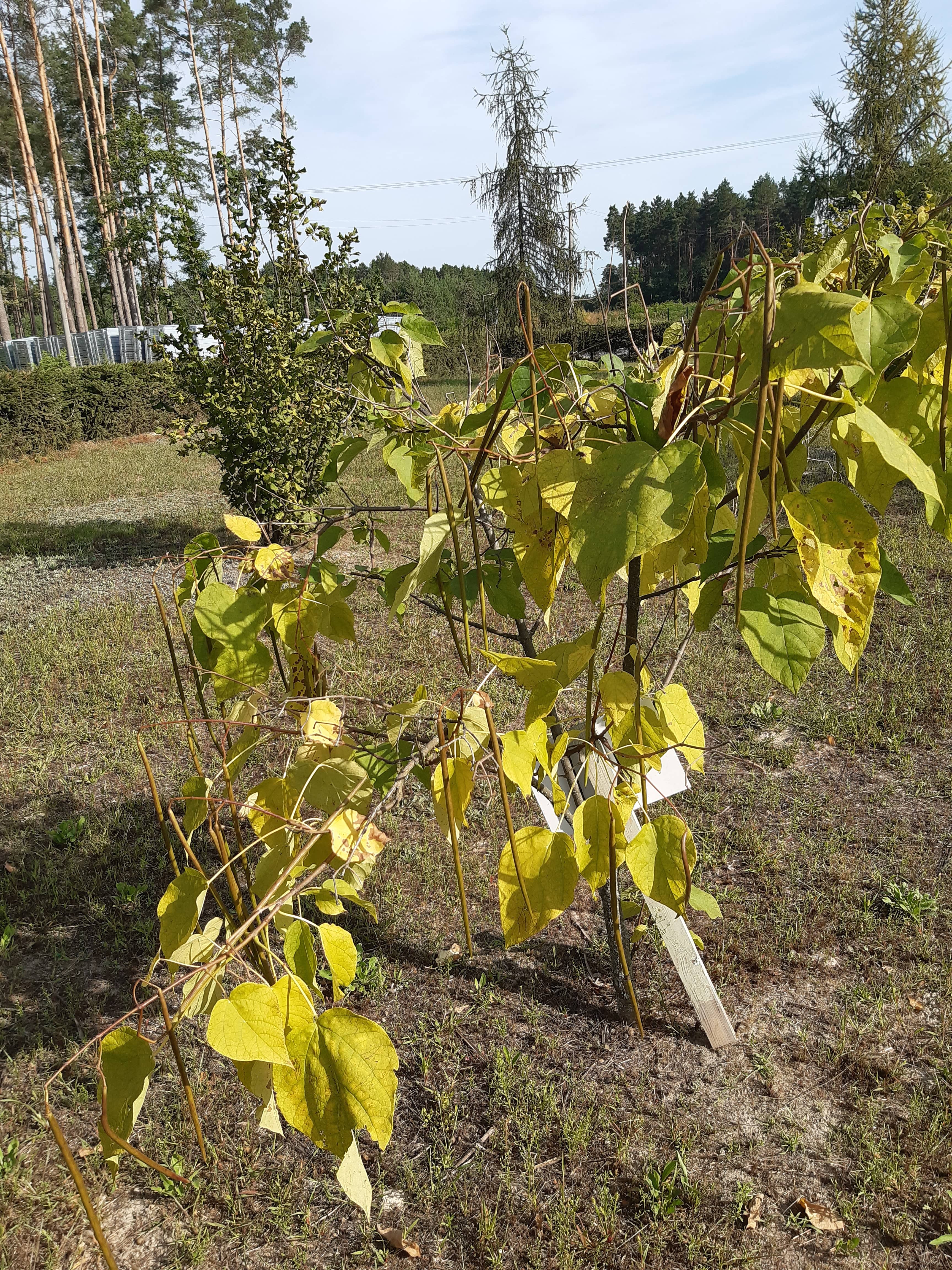 Катальпа (варіант2)