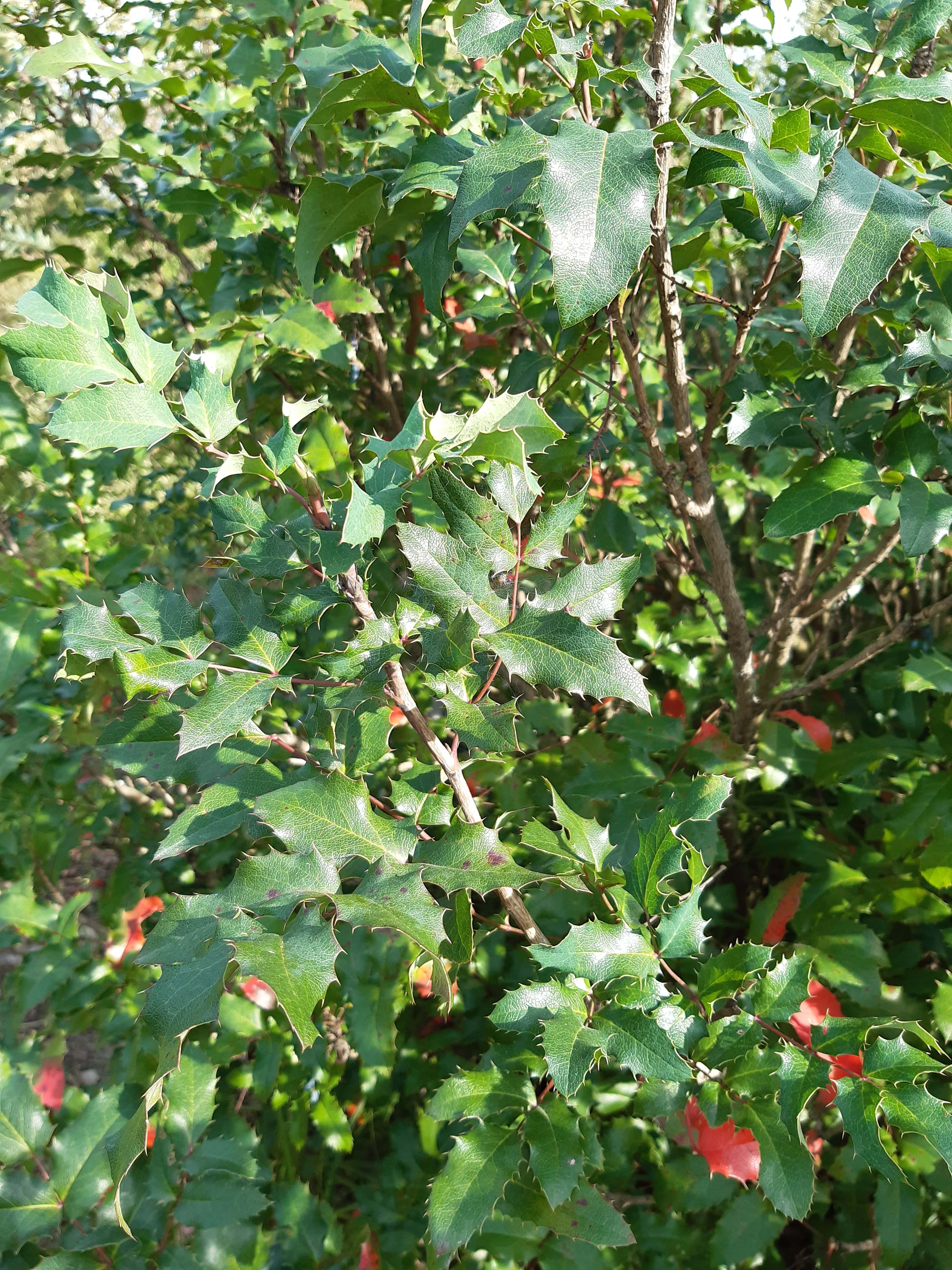 Магонія падуболиста пагін