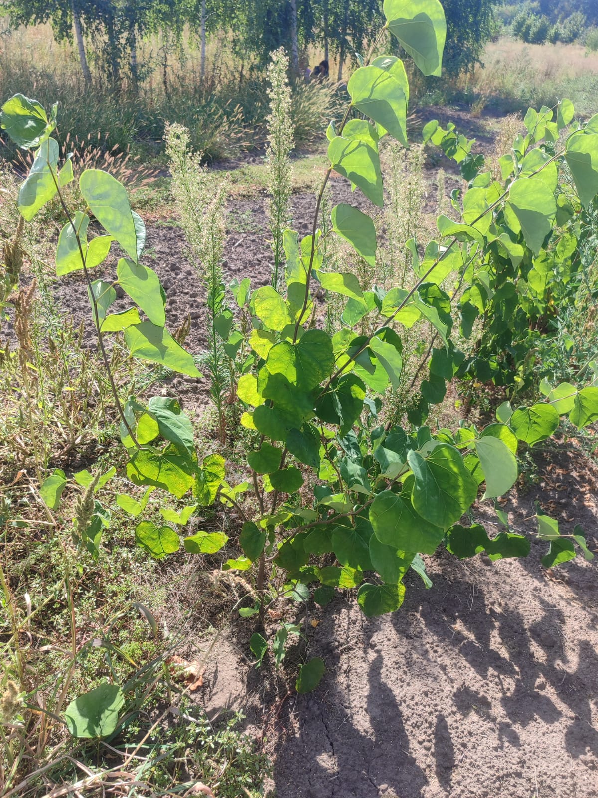 02ce3244-359a-4e65-b0a0-bf34b5d9d255