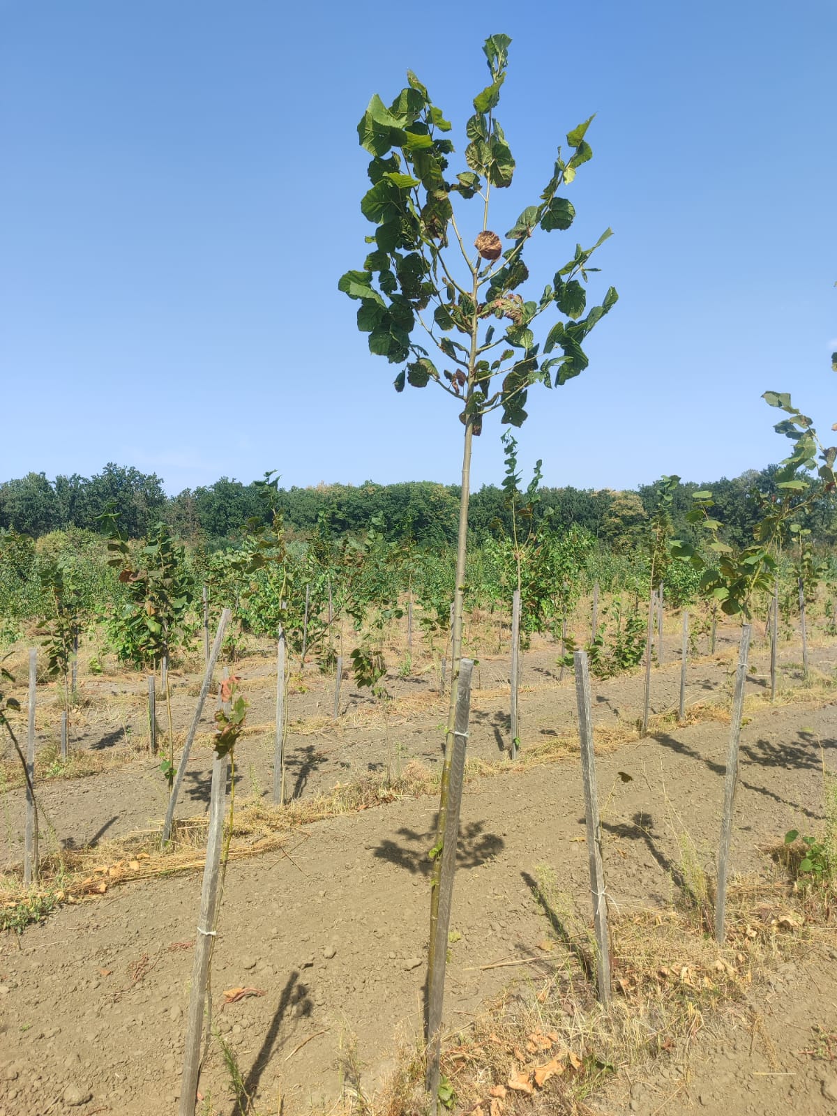 2fb8834a-3821-4258-9ab0-6d9df36dba24