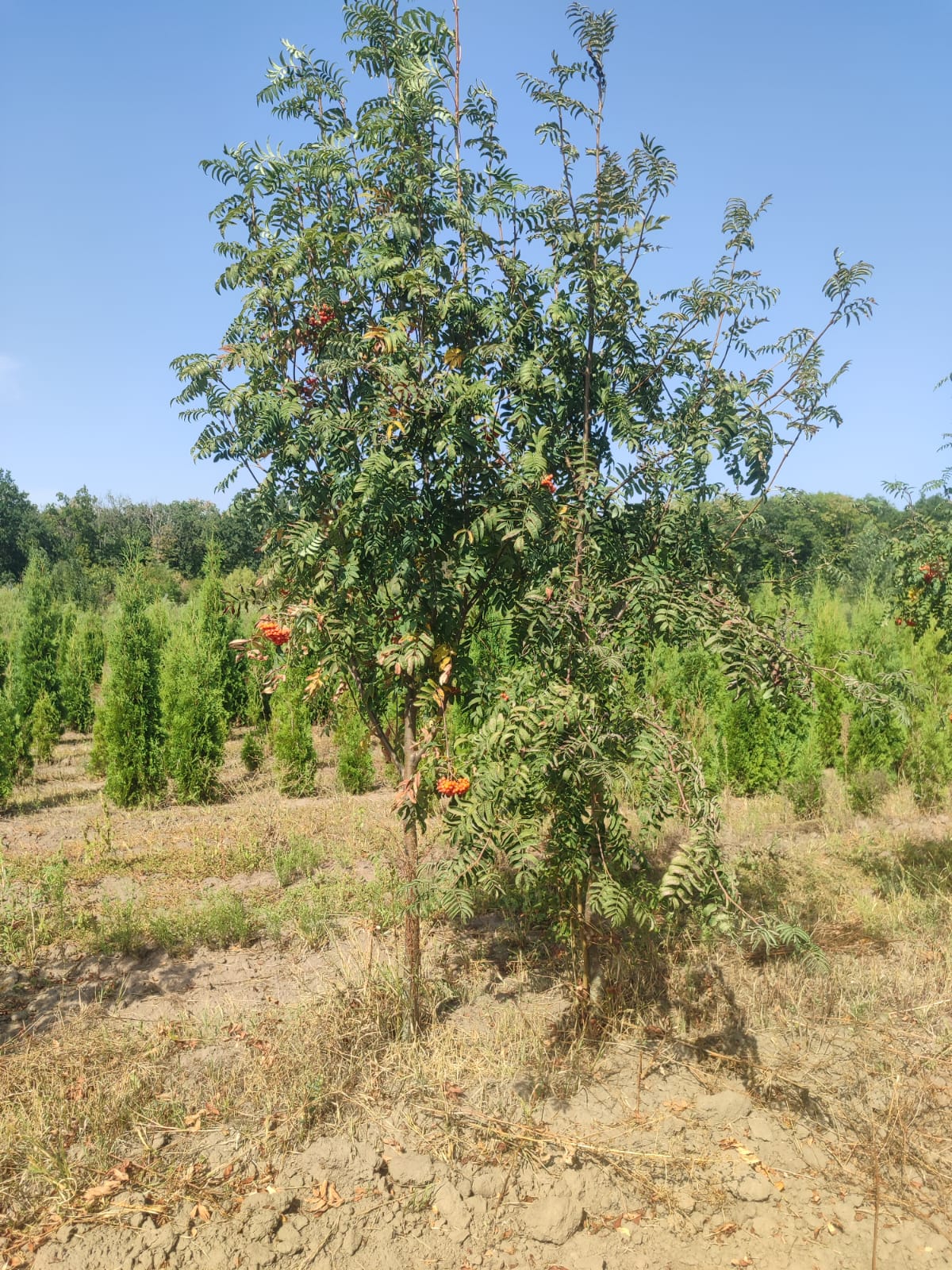 35d7ffae-726a-42ef-bc98-a0826b012916