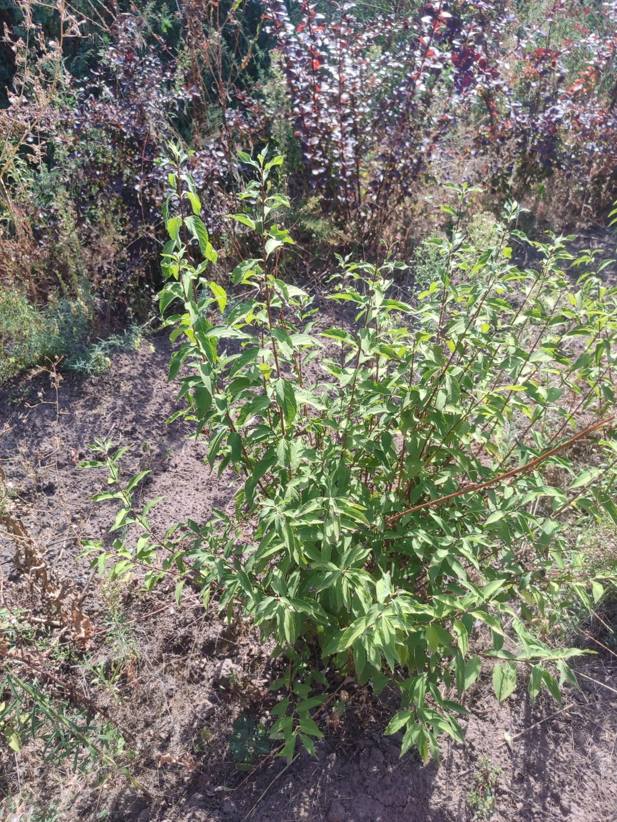 410d1198-3b7c-4f15-96cd-b3e781a07e38