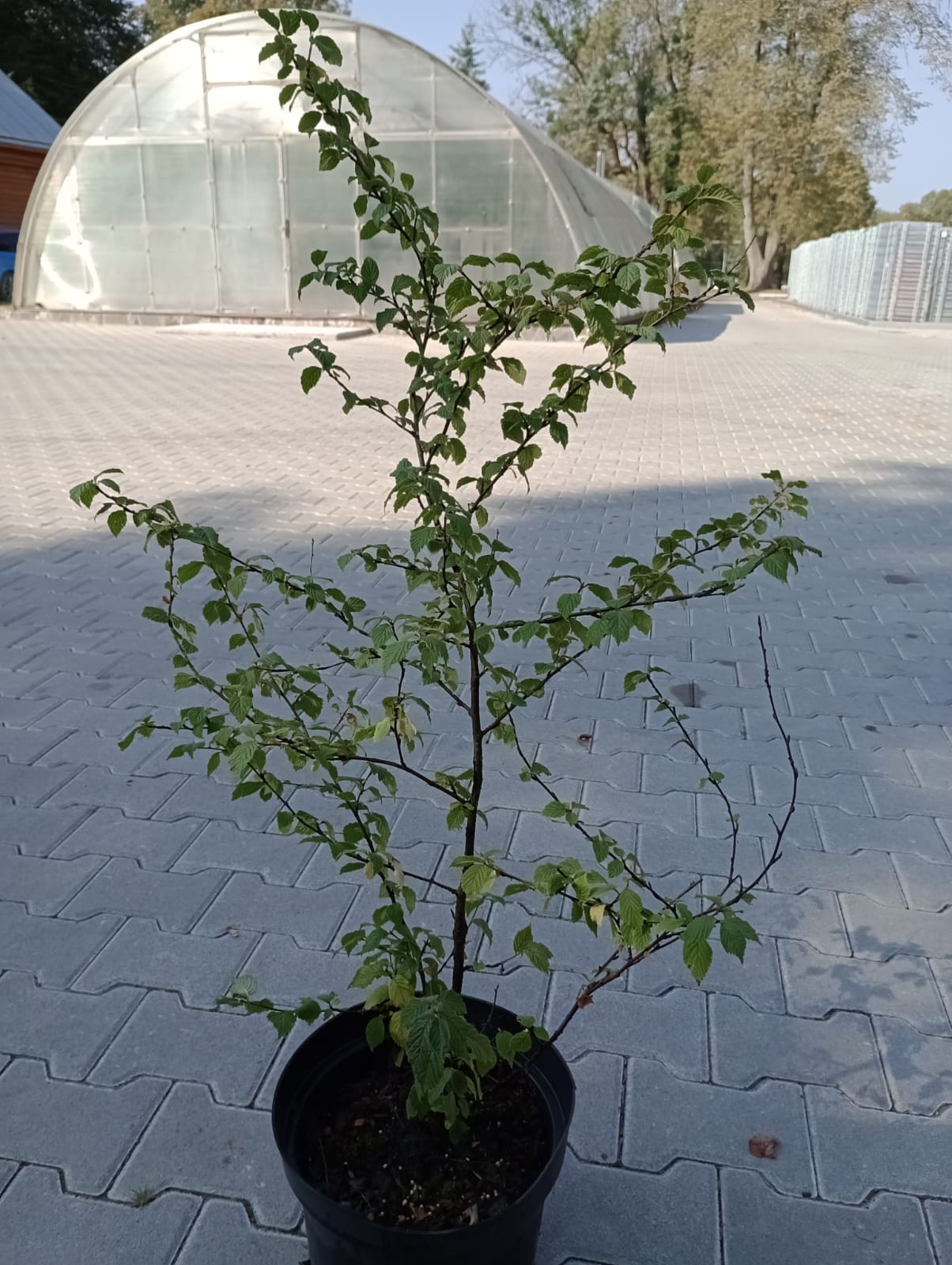 63c43ca9-5a7f-4731-9cb5-b1f1247fb6fe