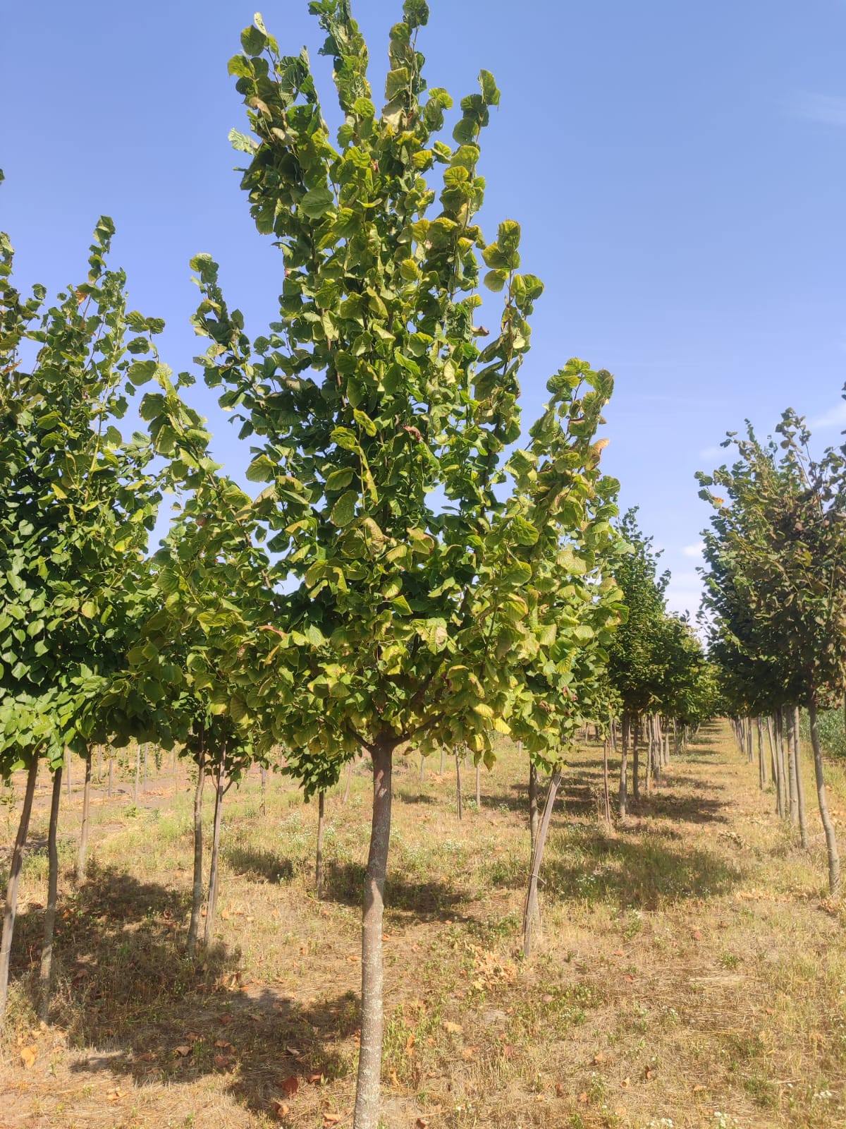 74388c82-96a0-4a6e-90c8-6ae9942bdb00