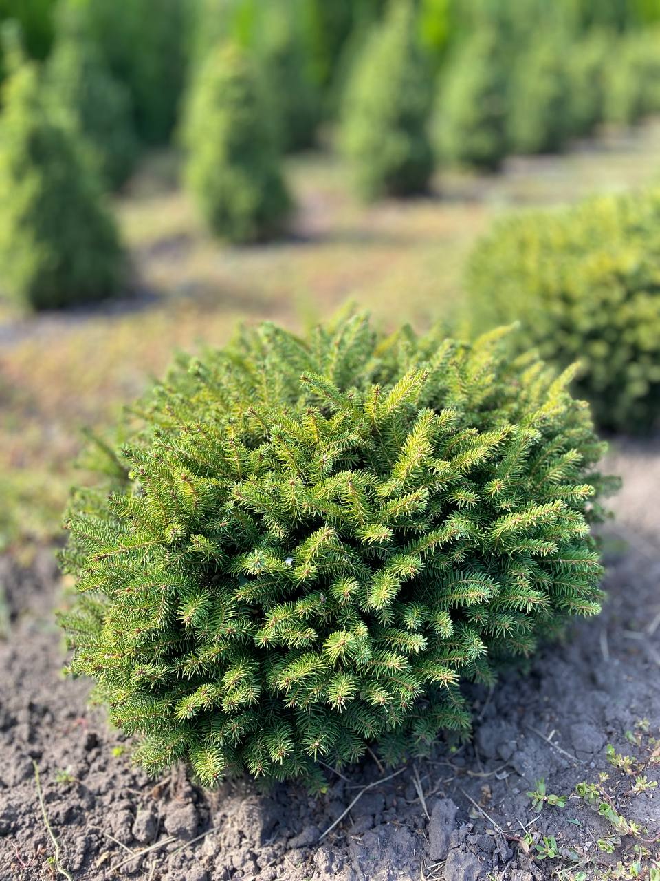 IMG_20240830_101417_207