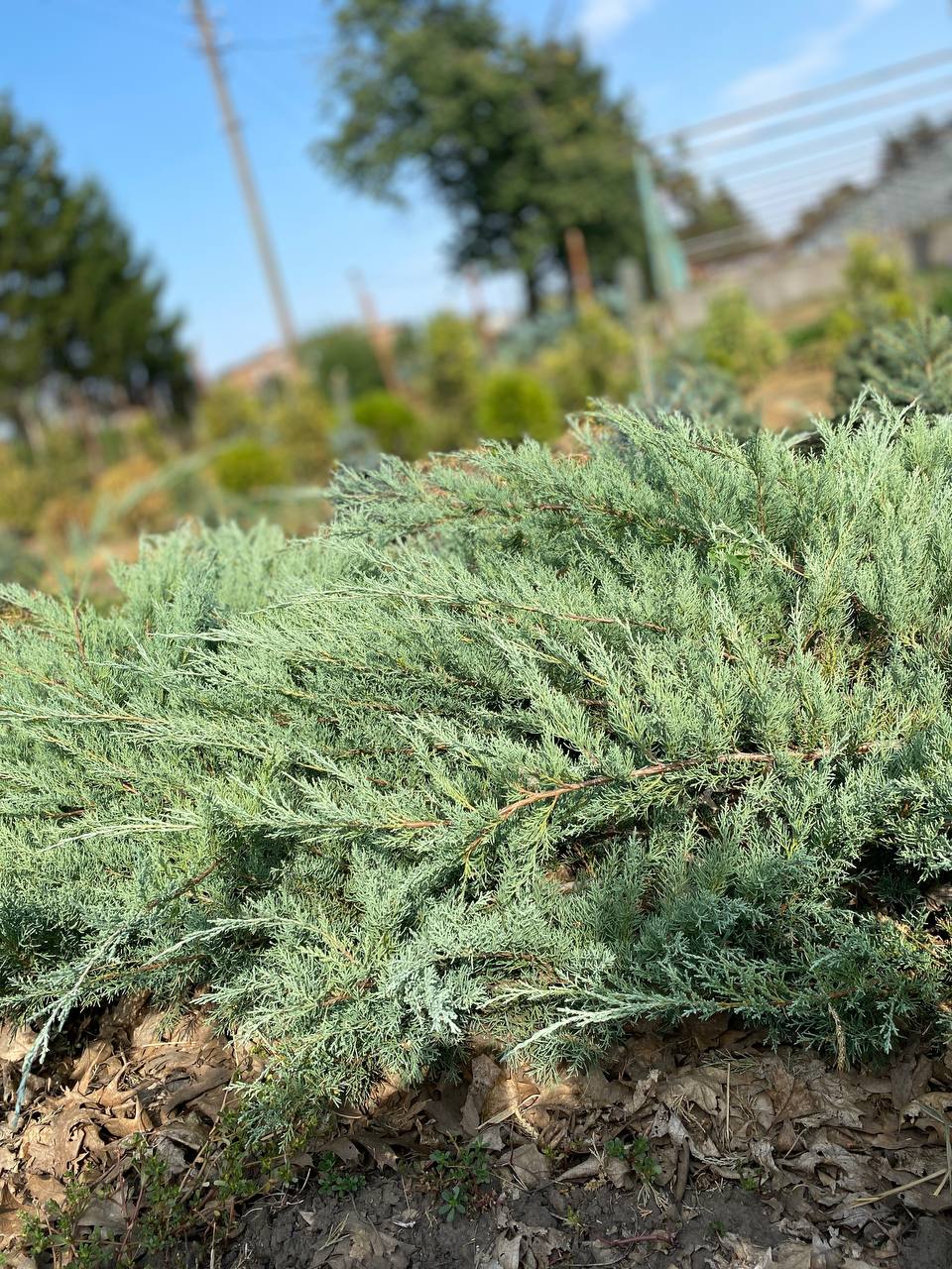 IMG_20240830_101501_043