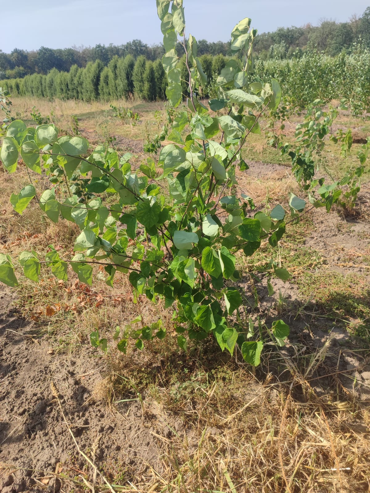 a0a91088-96b1-486d-9c1e-2998f58af9d2