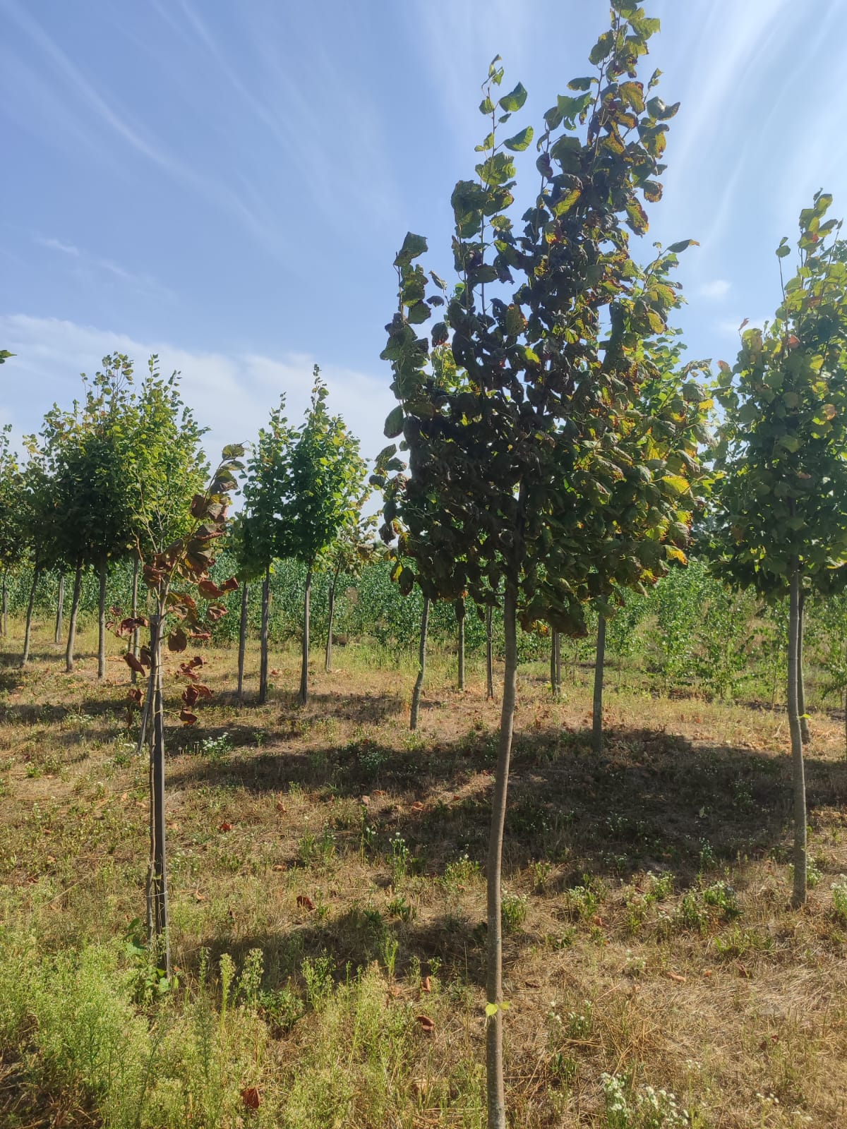 b0eff6e9-e9af-45fa-9d74-2fbf137b76ed