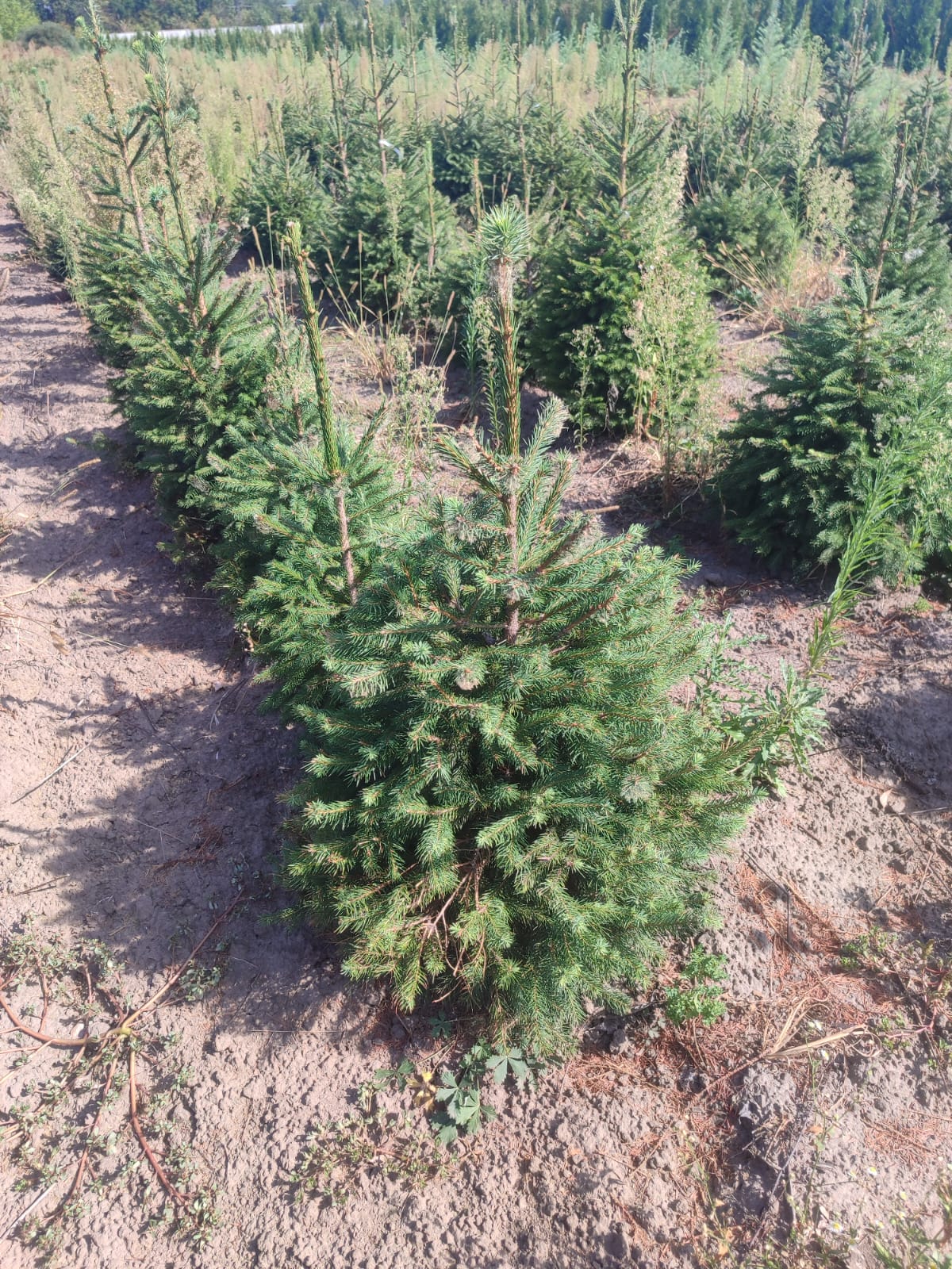 e6b2e95c-6233-45a7-86d3-7f57773c522e