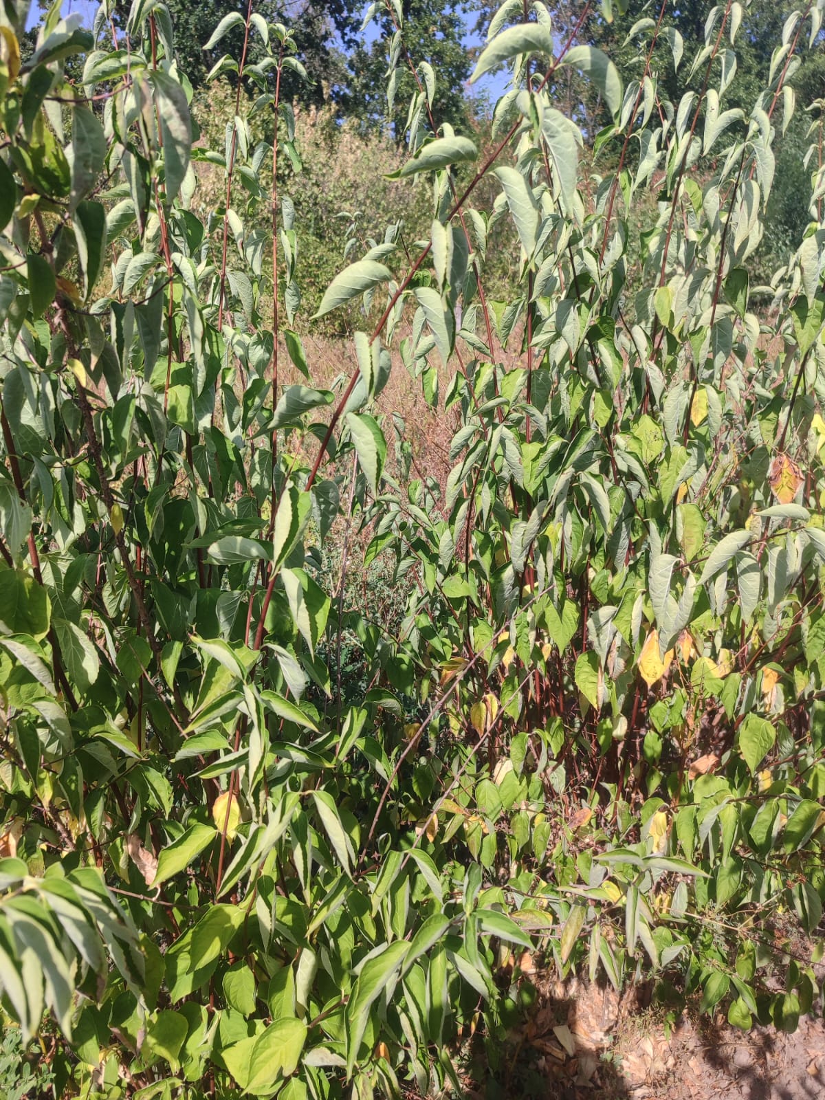 e82c3ccf-e474-400e-a636-a8fae29201f7 (1)