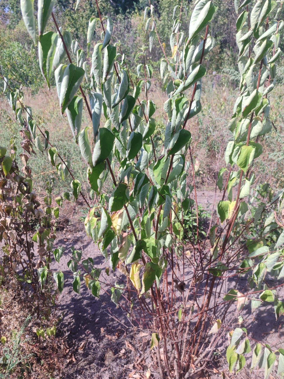 fa9401f7-a6c7-4803-8212-94bcbf101c79